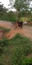 India goat road jungle forest tree leaves