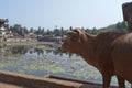 India. Gokarna. Sacred cow at a sacred reservoir Royalty Free Stock Photo