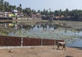 India. Gokarna. Sacred cow at a sacred reservoir Royalty Free Stock Photo