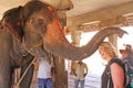 India, Hampi, 01 February 2018. Indian elephant in the Temple of Virupaksha blesses the girl for money