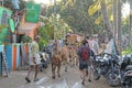 India, Hampi, 02 February 2018. The main street of the village of Virupapur Gaddi. Life, farm, hotels and guesthouses with a view