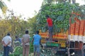 India, Hampi, January 31, 2018. Men are loading large green banana branches into the truck
