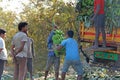 India, Hampi, January 31, 2018. Men are loading large green banana branches into the truck