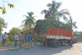 India, Hampi, January 31, 2018. Men are loading large green banana branches into the truck