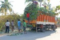 India, Hampi, January 31, 2018. Men are loading large green banana branches into the truck