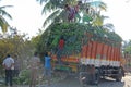 India, Hampi, January 31, 2018. Men are loading large green banana branches into the truck