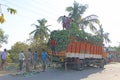 India, Hampi, January 31, 2018. Men are loading large green banana branches into the truck