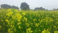 India Haryana farmer in field yellow flowers