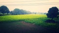 India Haryana former house field in rain season and green grass infield in high voltage Tower Royalty Free Stock Photo