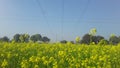 India Haryana feild yellow flowers blue sky green grass photo Royalty Free Stock Photo