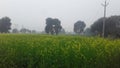 India Haryana former field in rain season and green grass infield in high voltage Tower Royalty Free Stock Photo