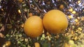 India haryana green feilds nature lemon feild