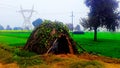 India haryana green feilds 