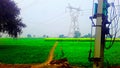 India haryana green feilds 