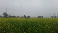 India Haryana jarmen saferd dog farmer in field yellow flowers