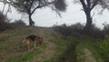 India Haryana jarmen saferd dog farmer in field yellow flowers