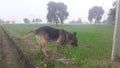 India Haryana jarmen saferd dog farmer in field yellow flowers Royalty Free Stock Photo