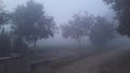 India Haryana in today fog in morning cool seasion Royalty Free Stock Photo