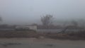 India Haryana in today fog in morning cool seasion