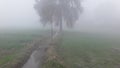 India haryana fog green grass photo 10mm wide