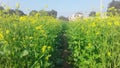 India Haryana feild yellow flowers blue sky green grass photo Royalty Free Stock Photo