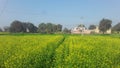 India Haryana feild yellow flowers honey been  blue sky green grass photo Royalty Free Stock Photo