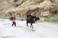 cowherd women on the mountain road