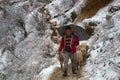 Indian Shepherd leads his sheep on mountain trail in snowfall