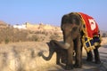 India, Jaipur: an elephant