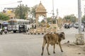 India Jaisalmer The Golden city, March 23 2023 the city streets, traffic and cows in freedom