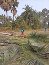 Tree cutting in village image.