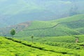 India, Kerala, tea plantation
