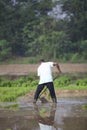 India kerala thrissur - MARCH 16, 2018: Asia farmers plant a rice on paddy field in kerala in foggy morning and having fun on work