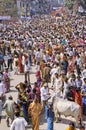 India Kumbh Mela Royalty Free Stock Photo