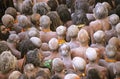 India Kumbh Mela Royalty Free Stock Photo