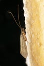 India meal moth, Plodia species, Satara