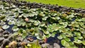 India national flower lotus