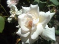 India Nature of flowers white Rose