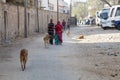 harmless at day, a stray dog of India on the street