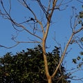 In India one Bird sit on the tree.