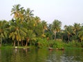 India.Palm tree tropical forest in backwaters destinations of Kerala, India. Royalty Free Stock Photo