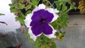 Indian petunia flower in garden