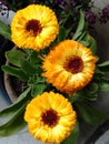 India plant green flower beautiful colour yellow good looking