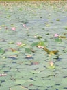 India pondlook lotus flowers