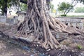 India, Puducherry tree roots