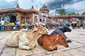 India Rajasthan Jodhpur. Sardar Market Girdikot. Holy cows Royalty Free Stock Photo