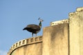 India Rajasthan visit to Mandawa city , peacock peacocks rooftop