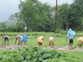 Agriculture in India - workers reaping and harvesting in the farm - Rural India scene - primary occupation