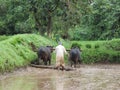 Agriculture in India - man ploughing the farm with help of cows - Rural India scene - primary occupation