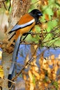 India, Ranthambore: bird